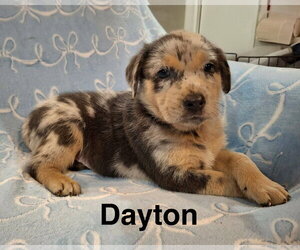 Australian Shepherd-Unknown Mix Dogs for adoption in Parker Ford, PA, USA