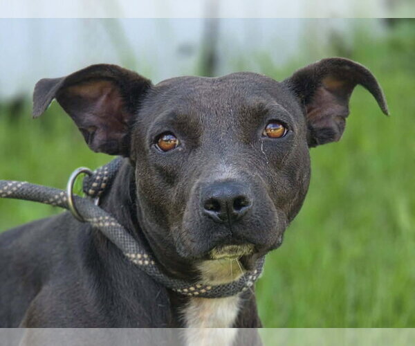 Medium Photo #1 Mutt Puppy For Sale in Anniston, AL, USA