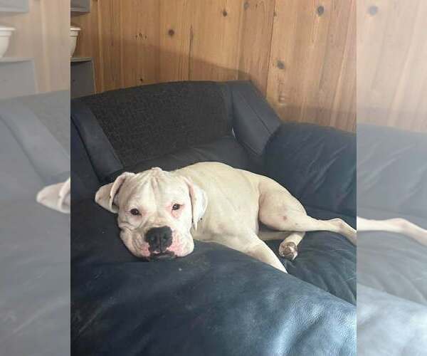 Medium Photo #1 Boxer Puppy For Sale in Dumont, NJ, USA