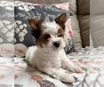 Small Photo #15 Biewer Terrier Puppy For Sale in CANBY, OR, USA