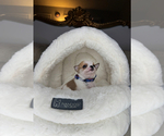Small #10 Chihuahua