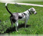 Small #4 American Pit Bull Terrier Mix