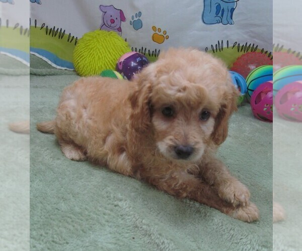 Medium Photo #2 Cavapoo Puppy For Sale in RATTAN, OK, USA