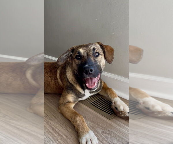 Medium Photo #5 Mutt Puppy For Sale in Mooresville, NC, USA