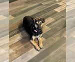 Small #1 Mutt