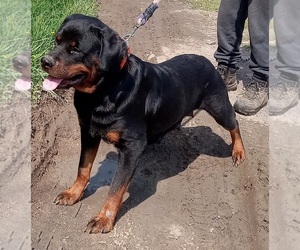Mother of the Rottweiler puppies born on 05/13/2025