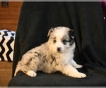 Small #2 Border Collie