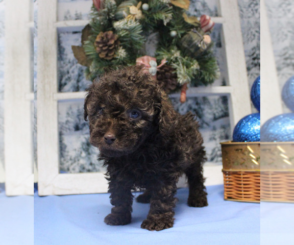 Medium Photo #27 Poodle (Toy) Puppy For Sale in CHANUTE, KS, USA