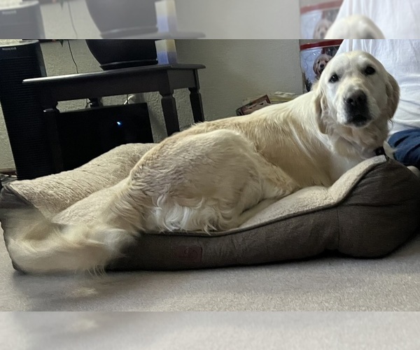 Medium Photo #1 Golden Retriever Puppy For Sale in COLORADO SPRINGS, CO, USA