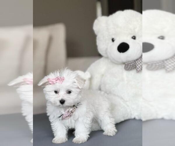 Medium Photo #17 Maltese Puppy For Sale in VENETIAN ISLANDS, FL, USA