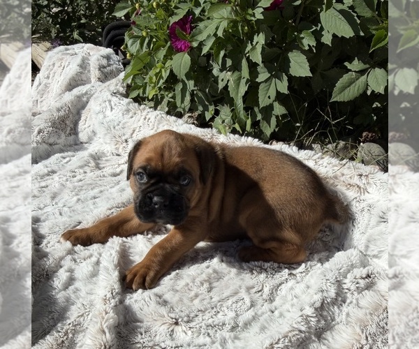 Medium Photo #2 Boxer Puppy For Sale in JOHNSON, NE, USA