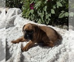 Creed - Male Boxer Puppy for Sale - Photo #2