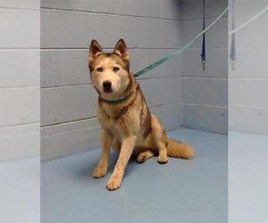 Siberian Husky-Unknown Mix Dogs for adoption in Moreno Valley, CA, USA