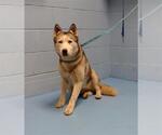 Small Siberian Husky Mix