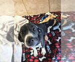 Small Photo #2 Dachshund-Unknown Mix Puppy For Sale in Osgood, IN, USA