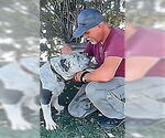 Small #2 American Staffordshire Terrier-Bulldog Mix