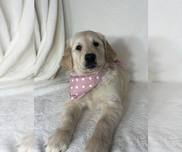 Medium Photo #2 English Cream Golden Retriever Puppy For Sale in GREENFIELD, IN, USA