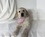 Small #1 English Cream Golden Retriever