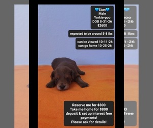 Yorkipoo Puppy for sale in TUCSON, AZ, USA