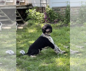 Father of the Poodle (Standard) puppies born on 03/08/2025
