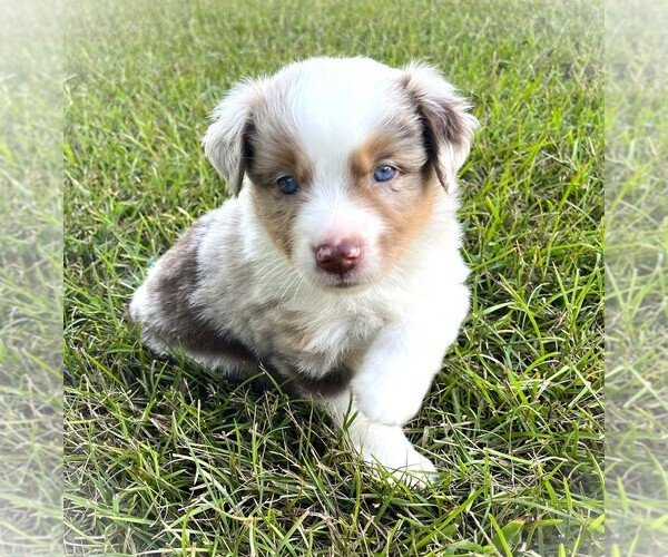 Medium Photo #6 Miniature Australian Shepherd Puppy For Sale in MONTICELLO, SC, USA