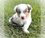 Small #5 Miniature Australian Shepherd