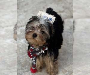 Yorkshire Terrier Puppy for sale in CORAL SPRINGS, FL, USA