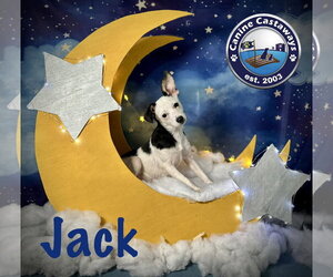 Jack - Male Taco Terrier Dog for Adoption - Photo #2