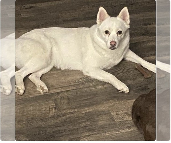 Medium Photo #1 Pomsky Puppy For Sale in BATTLE CREEK, MI, USA