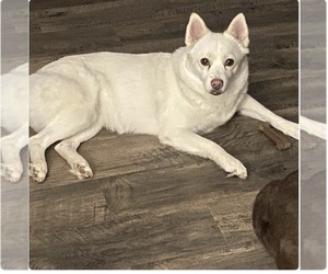 Mother of the Pomsky puppies born on 09/06/2026