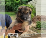 Small #1 German Shepherd Dog Mix