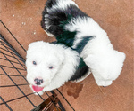 Small #7 Old English Sheepdog