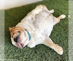 Small #2 Bulldog Mix