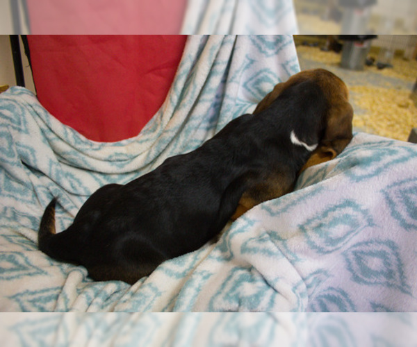 Medium Photo #4 Basset Hound Puppy For Sale in PETERSBURG, IN, USA
