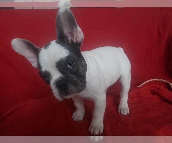 Medium Photo #5 French Bulldog Puppy For Sale in LITTLE ELM, TX, USA