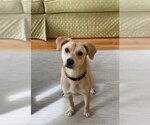Small Photo #2 American Eskimo Dog-Boxer Mix Puppy For Sale in Stafford, VA, USA
