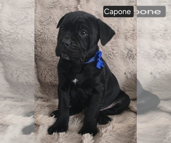 Medium Photo #8 Cane Corso Puppy For Sale in MINERAL WELLS, WV, USA