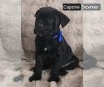 Small #7 Cane Corso