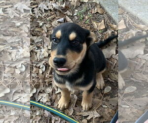 Labrador Retriever-Unknown Mix Dogs for adoption in The Woodlands, TX, USA