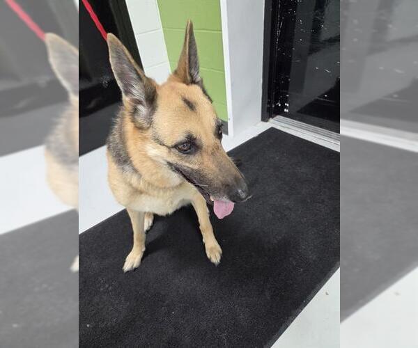 Medium Photo #1 German Shepherd Dog Puppy For Sale in Temple, TX, USA