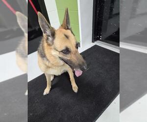 German Shepherd Dog Dogs for adoption in Temple, TX, USA