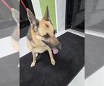 Small German Shepherd Dog
