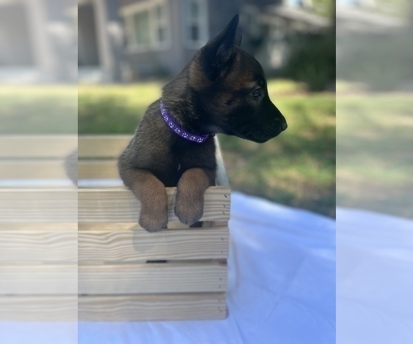 Medium Photo #10 Belgian Malinois Puppy For Sale in EUGENE, OR, USA