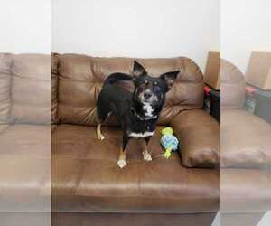 Australian Shepherd-Shiba Inu Mix Dogs for adoption in Mt. Gilead, OH, USA