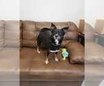 Small Australian Shepherd-Shiba Inu Mix