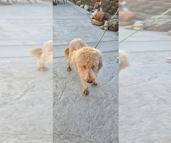 Medium Photo #2 Double Doodle Puppy For Sale in HESPERIA, CA, USA