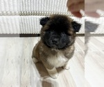 Small Photo #40 Akita Puppy For Sale in BUTLER, PA, USA