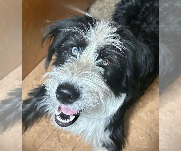 Medium Photo #1 Mutt Puppy For Sale in Laramie, WY, USA
