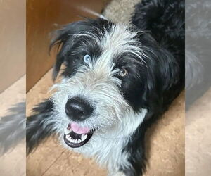 Mutt Dogs for adoption in Laramie, WY, USA