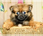 Image preview for Ad Listing. Nickname: Pomeranians